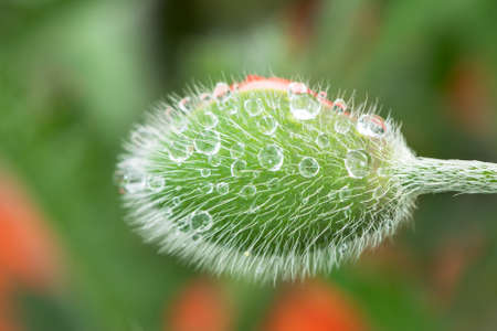 Close up of large poppy flower bud Papaver orientaleの写真素材