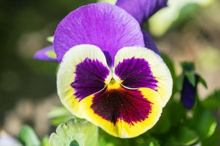 Violas or Pansies Closeup in a Garden