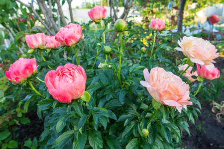 beautiful pions in the gardenの写真素材