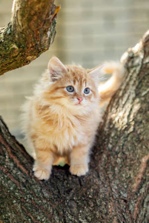 A Cat sitting on a treeの写真素材