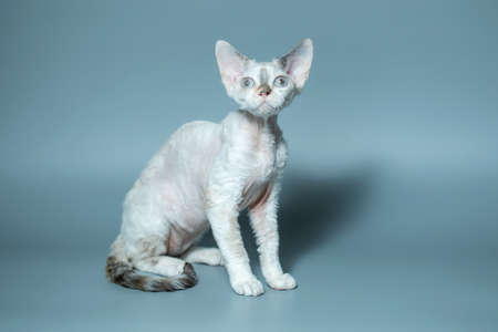 Funny cat breed Devon Rex sitting on a blue backgroundの写真素材