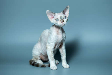 Funny cat breed Devon Rex sitting on a blue backgroundの写真素材