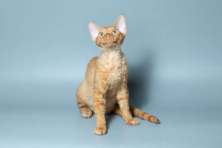 Funny cat breed Devon Rex sitting on a blue backgroundの写真素材