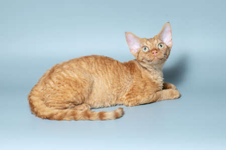Funny cat breed Devon Rex sitting on a blue backgroundの写真素材