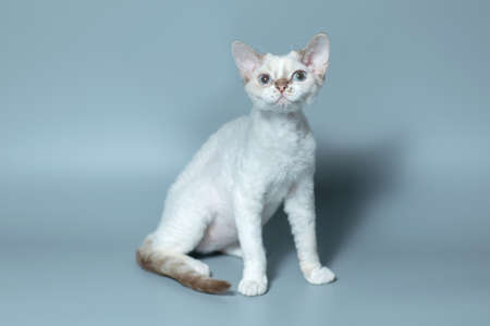 Funny cat breed Devon Rex sitting on a blue backgroundの写真素材