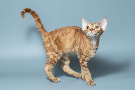 Funny cat breed Devon Rex sitting on a blue backgroundの写真素材