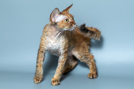 Funny cat breed Devon Rex sitting on a blue backgroundの写真素材