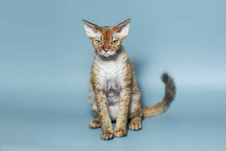 Funny cat breed Devon Rex sitting on a blue background