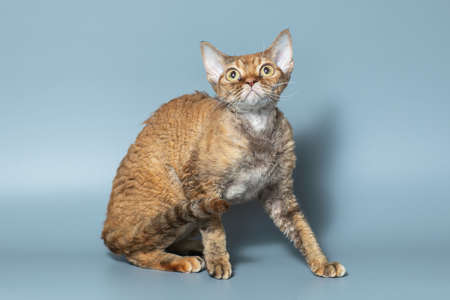 Funny cat breed Devon Rex sitting on a blue backgroundの写真素材