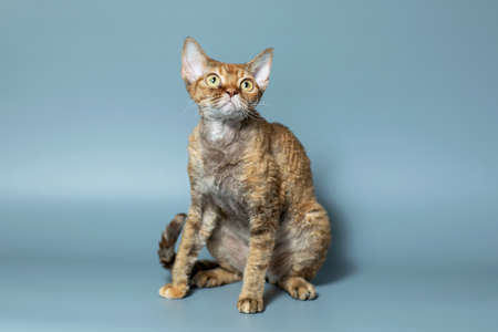Funny cat breed Devon Rex sitting on a blue backgroundの写真素材