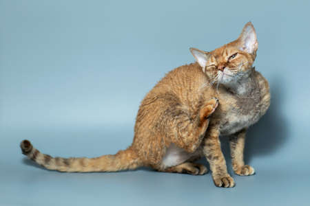 Funny cat breed Devon Rex sitting on a blue backgroundの写真素材