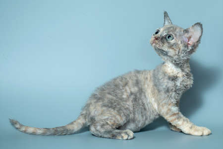 Funny cat breed Devon Rex sitting on a blue background