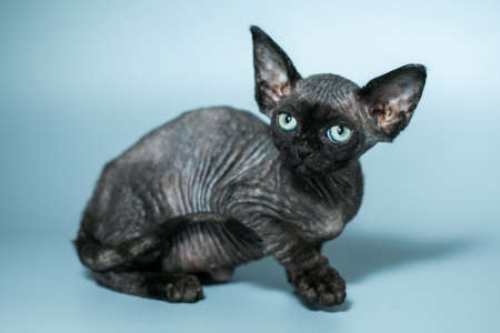 Funny cat breed Devon Rex sitting on a blue background