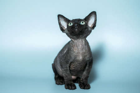 Funny cat breed Devon Rex sitting on a blue backgroundの写真素材