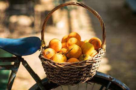 A wicker basket full of fresh orange fruits