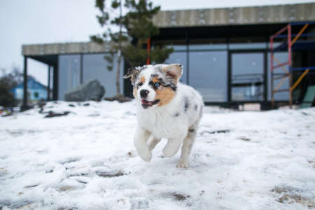 Australian shepherd blue merle puppy playing in the snow.の写真素材