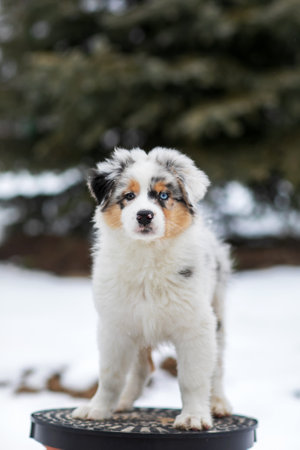Australian shepherd blue merle puppy playing in the snowの写真素材
