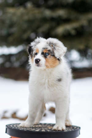 Australian shepherd blue merle puppy playing in the snowの写真素材