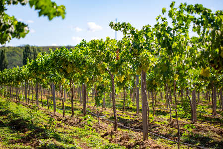 White wine grapes in the vineyardの写真素材