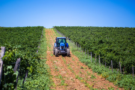 Blue tractor among vineyards during summertimeの写真素材