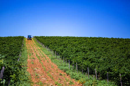 Blue tractor among vineyards during summertimeの写真素材