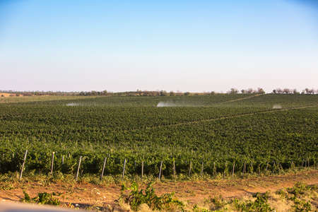 Tractor spraying vineyard with fungicideの写真素材