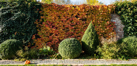 Autumn background. Ornamental trees and ivyの写真素材