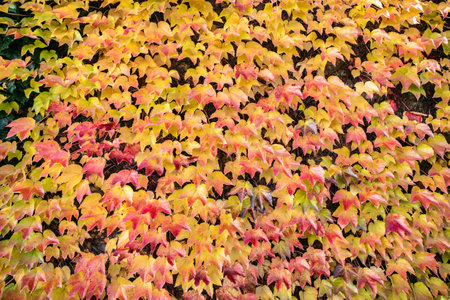 beautiful autumn background. orange leaves of ivy or wild grapes. fall season concept. copy space. template for designの写真素材