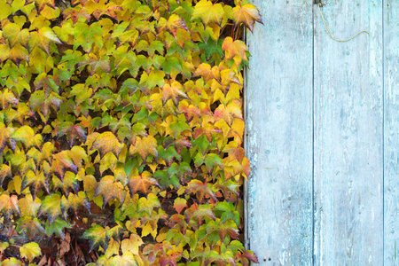 beautiful autumn background. orange leaves of ivy or wild grapes. fall season concept. copy space. template for designの写真素材