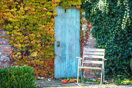Autumn background. Ornamental trees and ivyの写真素材