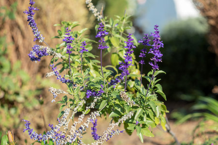 Bushes of lavender in landscape design. Lavender in the garden. The aromatic French Provence lavender grows surrounded by white stones and pebbles in the courtyard of the houseの写真素材