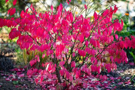 Autumn Coloured Leaves and Bright Rose Pink Fruit on a Deciduous Spindle Tree Euonymus europaeus Red Cascadeの写真素材