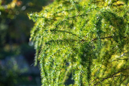 Young branches of larch. Closeup of green larch young needles. Larix sibirica, the Siberian larch or Russian larch.の写真素材