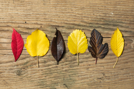 Beautiful autumn background with colored maple leaves on old wooden board. Two maple leaf hanging from the top, flat layの写真素材