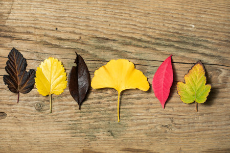 Beautiful autumn background with colored maple leaves on old wooden board. Two maple leaf hanging from the top, flat layの写真素材