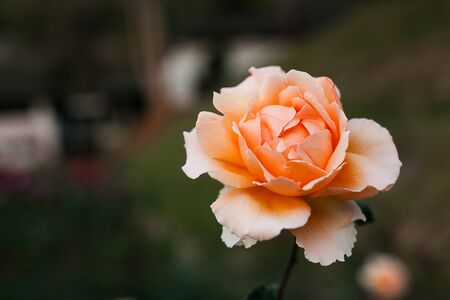 Beautiful Orange Roseの写真素材