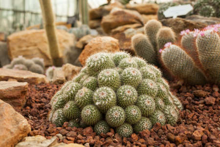 Small Cactus in garden outdoor