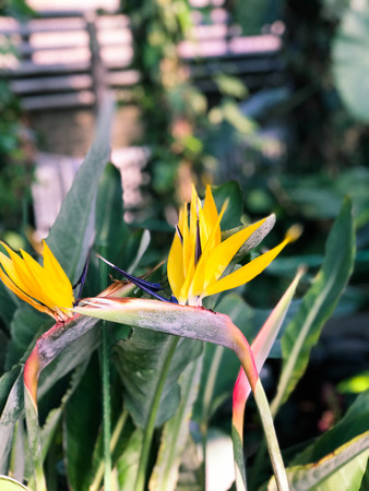 tropical strelitzia flowerの写真素材