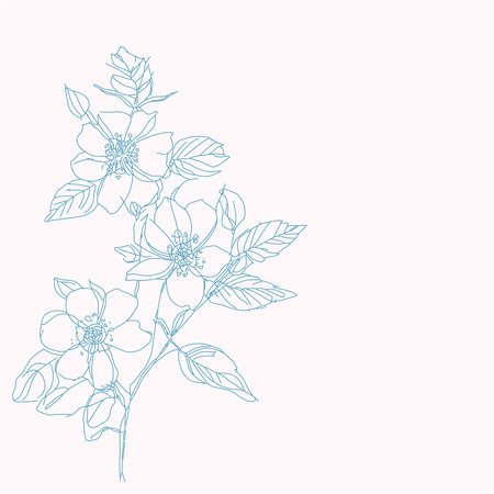 Rose hip wild spring flowers, abstract floral sketch artのイラスト素材