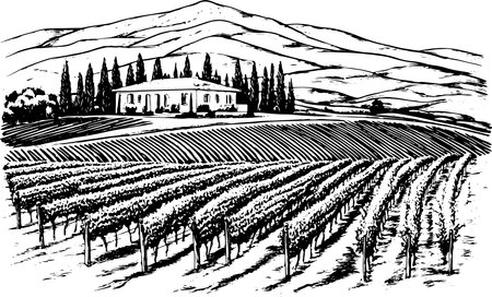 Vineyards landscapes sketched abstract digital illustrationの写真素材