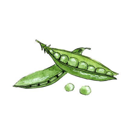 Watercolor drawn sketch of green peas 300 dpiの写真素材