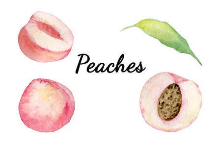 Soft watercolor hand drawn peachesの写真素材