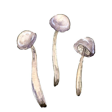 Watercolor illustration of three simple hand drawn mushroomsの写真素材