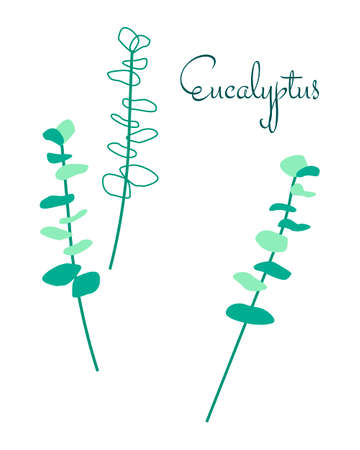 Eucalyptus twigs hand drawn vector elementsのイラスト素材