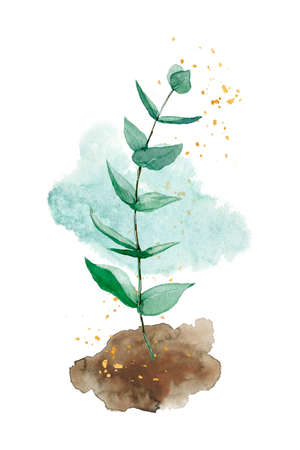 Eucalyptus branch on hand drawn watercolor stains with golden sptay on white background compoeisitionの写真素材