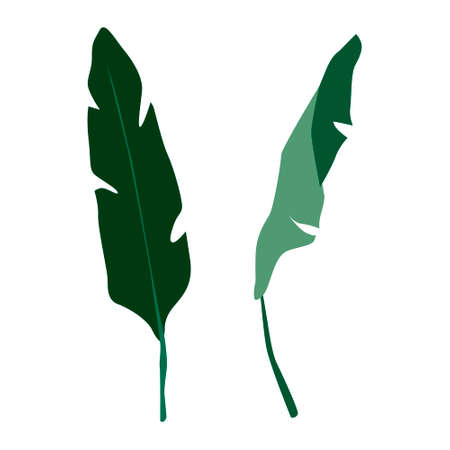 Banana tree green leaves hand drawn vector elements EPS10のイラスト素材