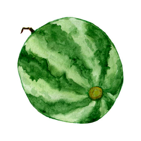 Ripe watermelon hand drawn watercolor clip art isolated on white backgroundの写真素材