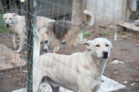 Stray dog behind the corral of a dog refugeの写真素材