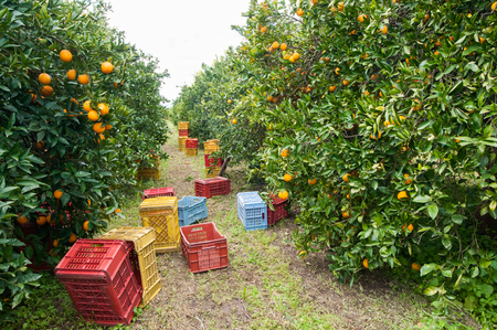 Red and yellow plastic fruit boxes by orange trees during harvest season in Sicilyの写真素材