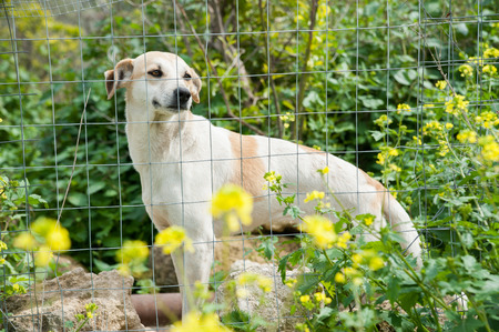 Stray dog behind the corral of a dog refuge